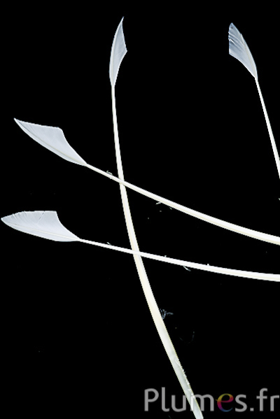 Cygne lame flèche - 25-30 cm - blanc-crème